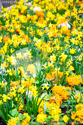 Image of in london yellow flowe  spring