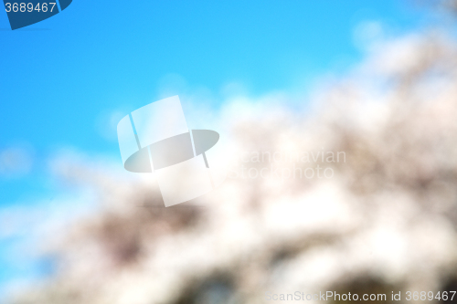 Image of in london   park the white     blossom flowers natural