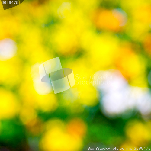 Image of  white in london yellow flower  background