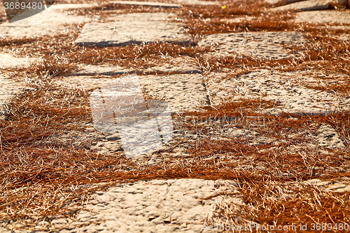 Image of pine needles   arykanda turkey asia 