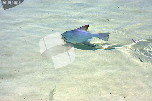 Image of   fish   isla         in mexico froath  sunny day  wave