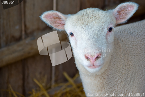 Image of cute lamb