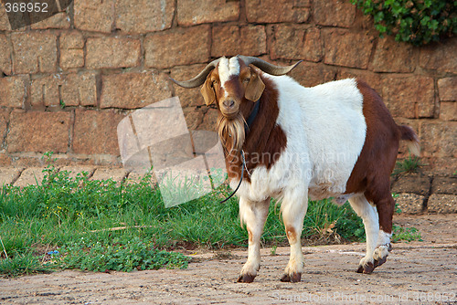 Image of goat on path