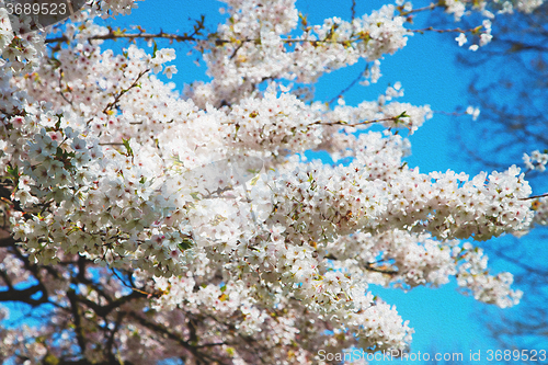 Image of in london   park the white tree and blossom flowers natural