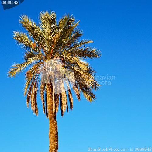 Image of tropical palm in morocco africa alone   and the sky