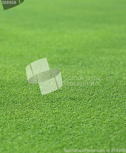 Image of fine green grass