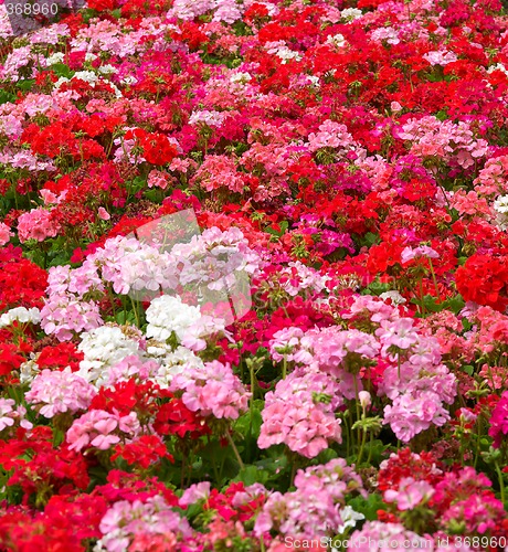 Image of geraniums