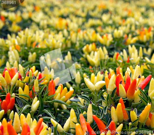 Image of hot chilli peppers