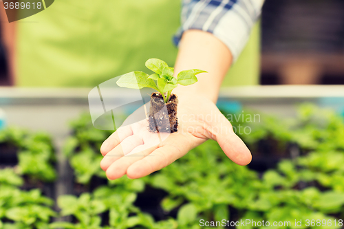 Image of close up of woman hand holding seedling sprout