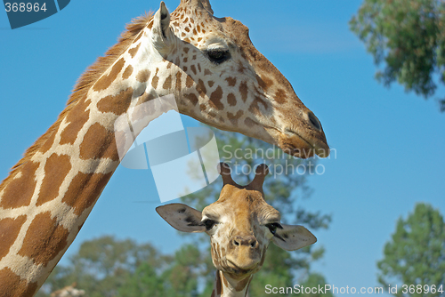 Image of mother and baby giraffe