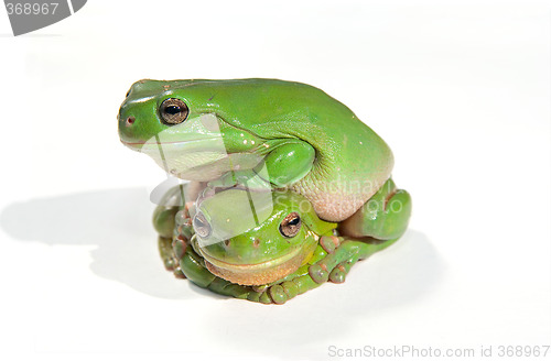 Image of two green tree frogs