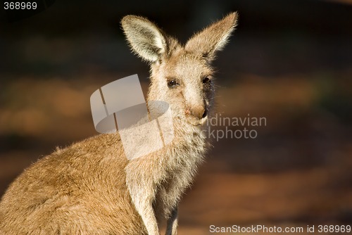 Image of kangaroo close up