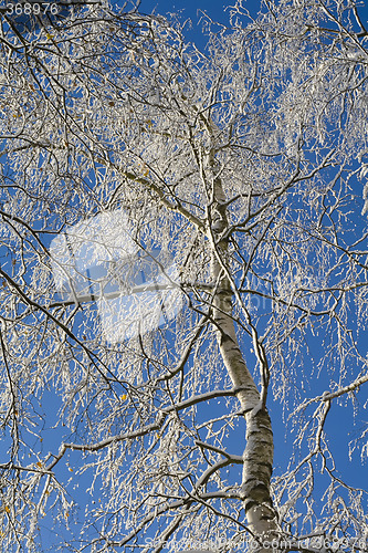 Image of Birches 06