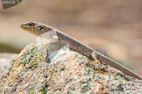 Image of skink