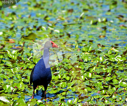 Image of water hen