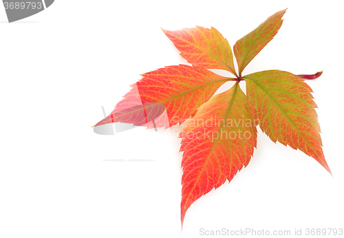 Image of autumn leaf on white background