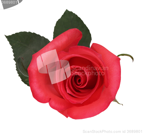 Image of Red rose isolated on white background