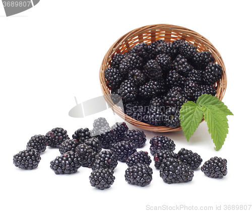 Image of Fresh blackberry with leaf in basket