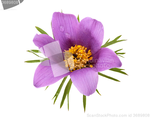 Image of isolated flower