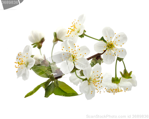 Image of cherry twig in bloom isolated