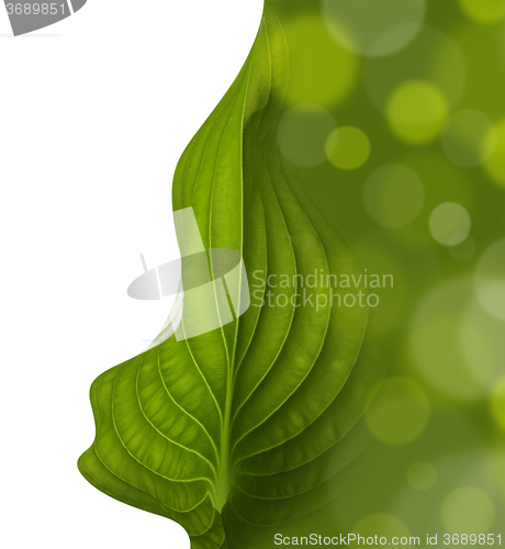 Image of green leaf background