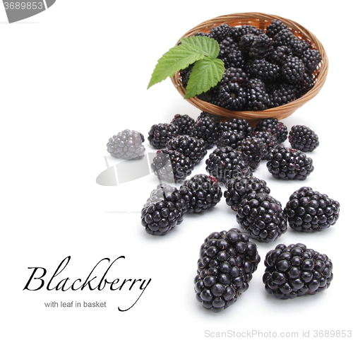 Image of Fresh blackberry with leaf in basket