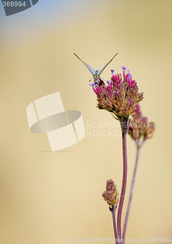 Image of butterfly on flower