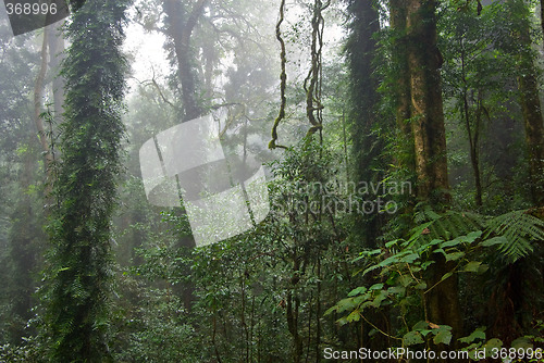 Image of rain forest