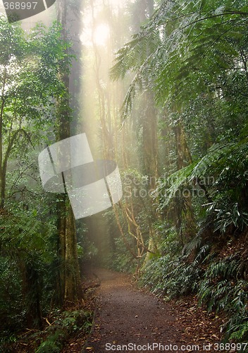 Image of rain forest light