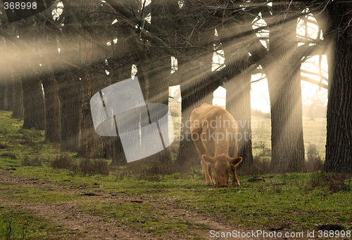 Image of cow eating grass