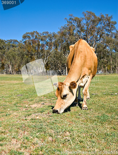 Image of cow eating grass