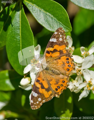 Image of orange butterfly