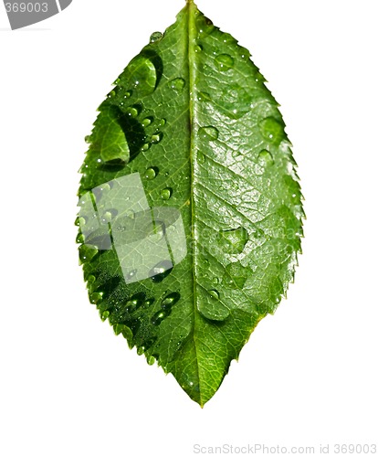 Image of water on leaf