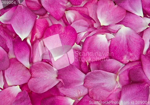 Image of rose petal background