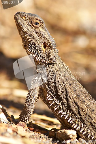 Image of lizard getting warm