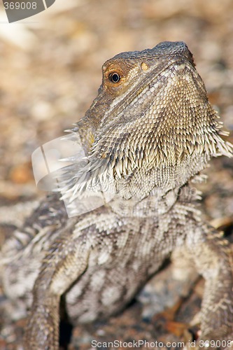 Image of central bearded dragon