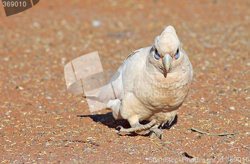 Image of cocky coming to get you