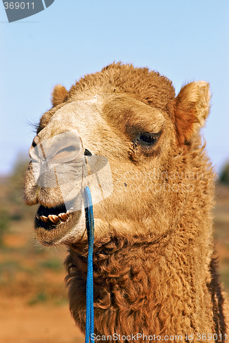Image of close up of camel