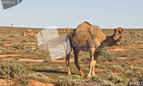 Image of camel in the desert