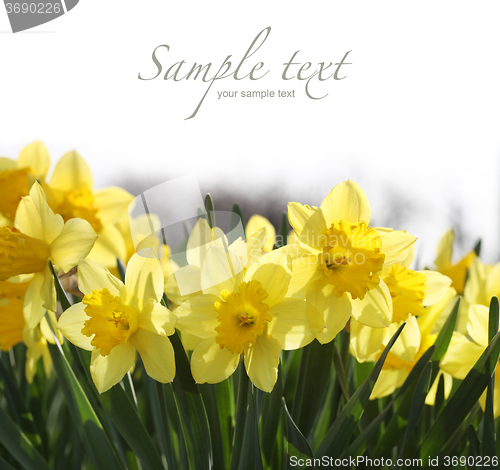 Image of Yellow daffodils 