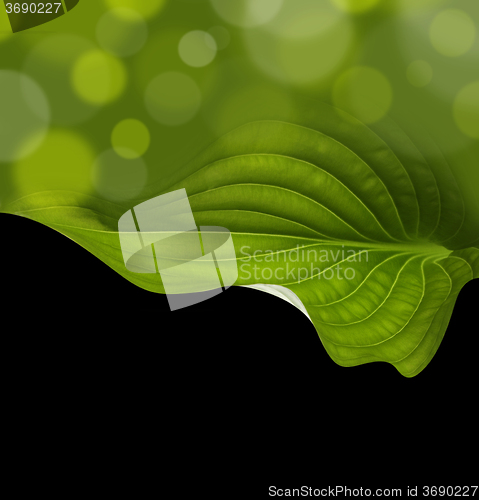 Image of green leaf background