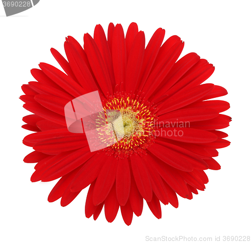 Image of red gerbera flower