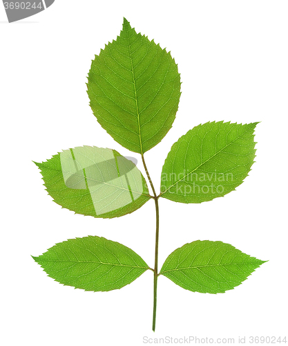 Image of green leaf isolated