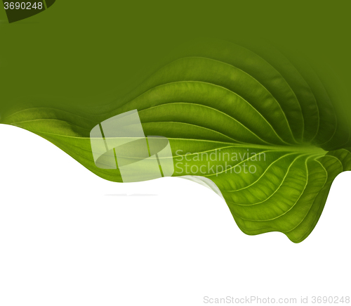 Image of green leaf background
