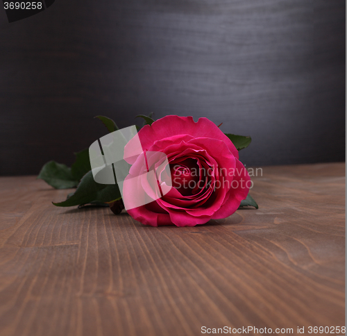 Image of rose on wood background