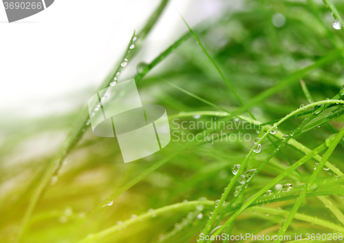 Image of soft green grass background