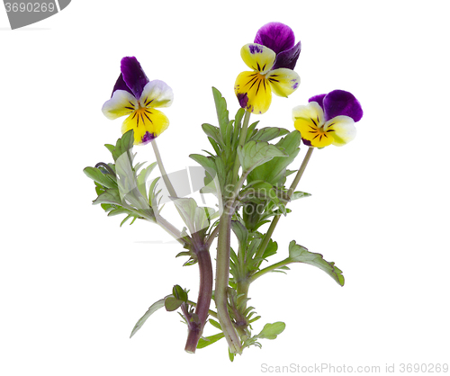 Image of pansy flower isolated on white
