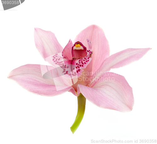 Image of pink orchid isolated on white background