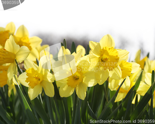 Image of Yellow daffodils 