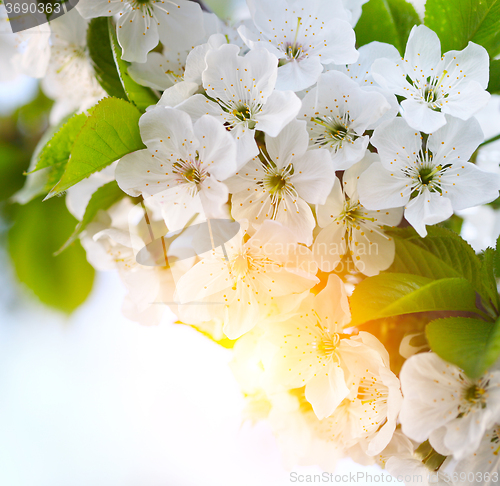 Image of cherry twig in bloom